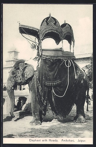 Carte postale éléphant