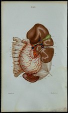 1852 - Planche anatomie Angéiologie : Artère cœliaque abdominale - Médecine