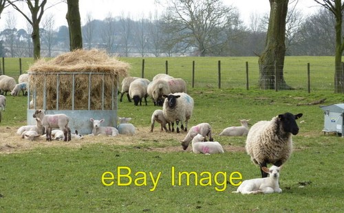 Photo 6x4 luddenham court farm - photo,