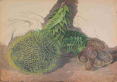 Marianne north male cones - male,