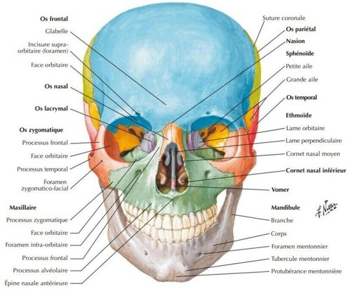 Netter atlas anatomie - atlas, d'anatomie