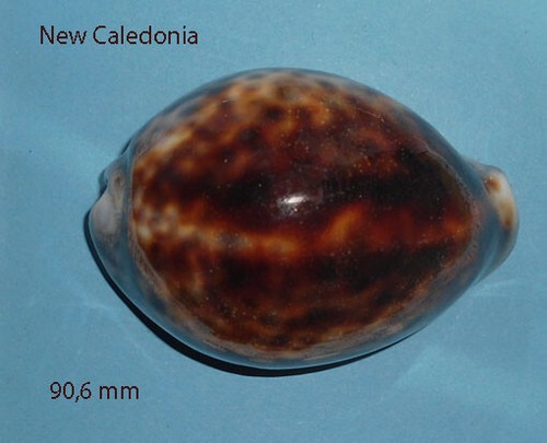 Cypraea tigris foncée - , new