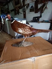 taxidermie oiseaux :  Faisan Commun