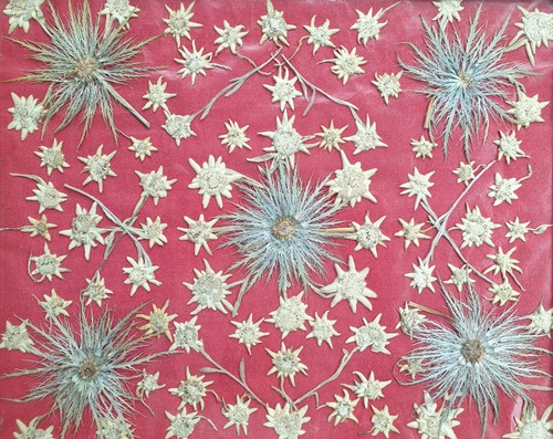 Edelweiss des alpes carlina - et,