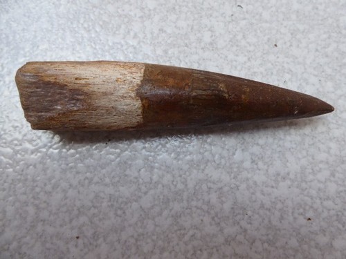 Dent fossilisee spinosaurus - dent,