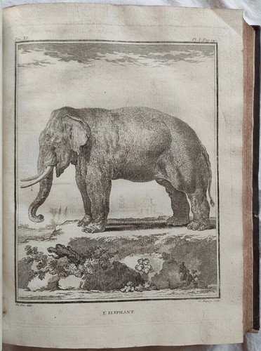 Buffon histoire naturelle - histoire,