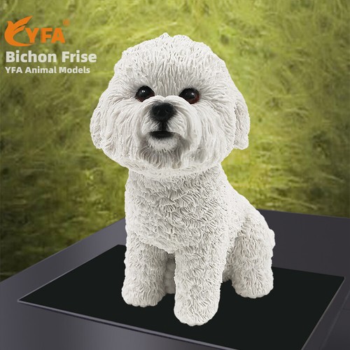 Jjm small british bichon frise - jjm,