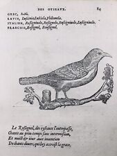 Rossignol Philomèle 1557 Ficedula Dumetoria Ornithologie Rarissime Gravure Belon