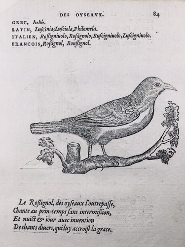 Rossignol philomèle 1557 - rossignol,