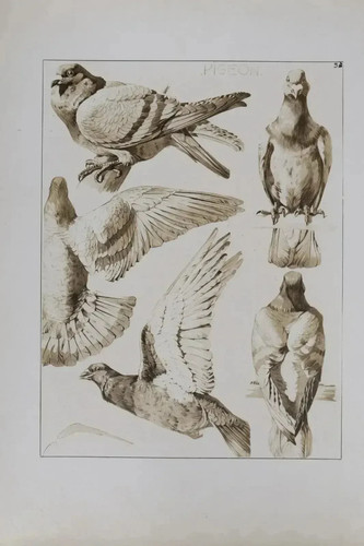 Mathurin meheut le pigeon - mathurin,