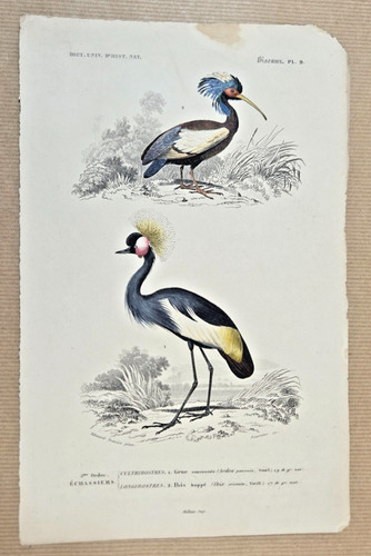 Gravure coloriée oiseaux - gravure,