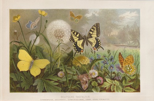 Papillons papillon - papillons,