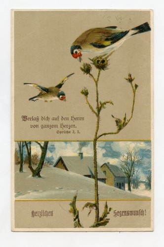 Oiseaux chardonnerets - .,