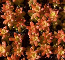 Sedum adolphii seeds - seeds,