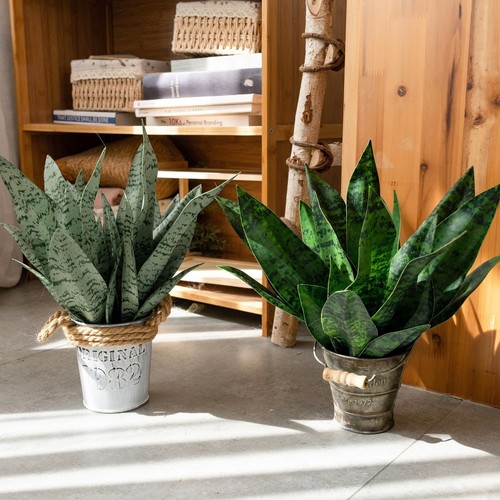 Fausse plante serpent - plante,