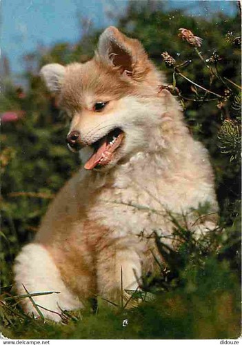 Carte postale animaux - -,