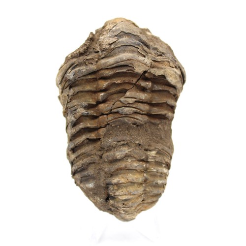 Fossile trilobite maroc - du,