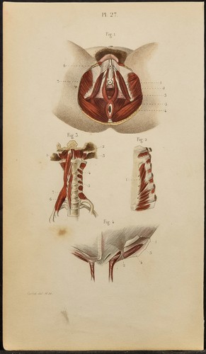 1846 planche anatomie - planche,