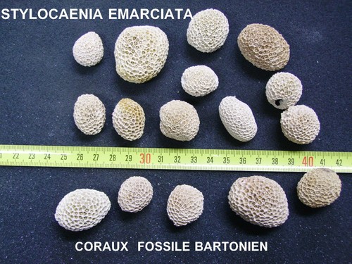 Coraux corail - -, b