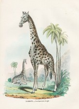 Giraffe Lithographie Boschi