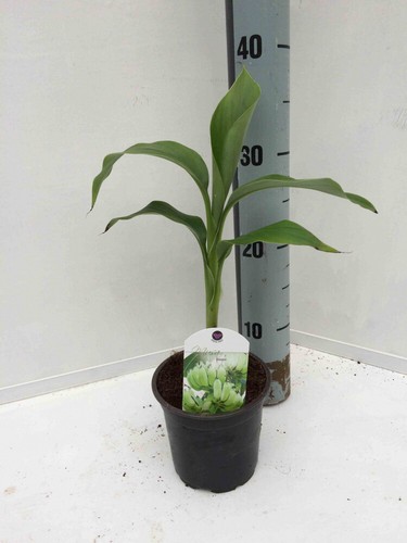 Musa basjoo hybridum - musa,