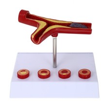  Maquette Corps Humain Modèle