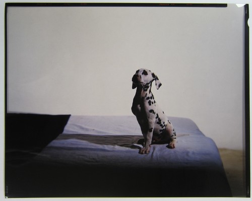 Chien dalmatien vintage - chien, 6
