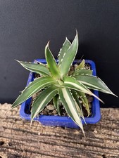 RARE! Agave Horrida Mediopicta