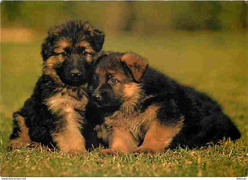 Carte postale animaux - carte,