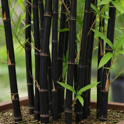 100 black bamboo - 100+,