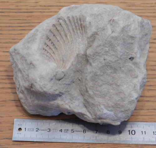 Rocher avec fossile coque - avec,