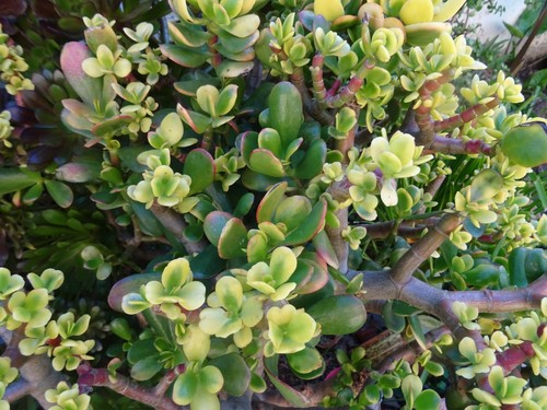 Des crassulas divers - crassulas,
