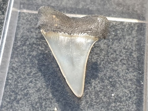 Shark tooth dent requin - tooth,