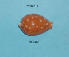 Cypraea  Guttata Philippines      58,8 mm    TOP  2024