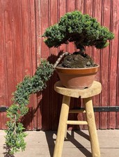 Bonsaï cascade juniperus - bonsaÏ,