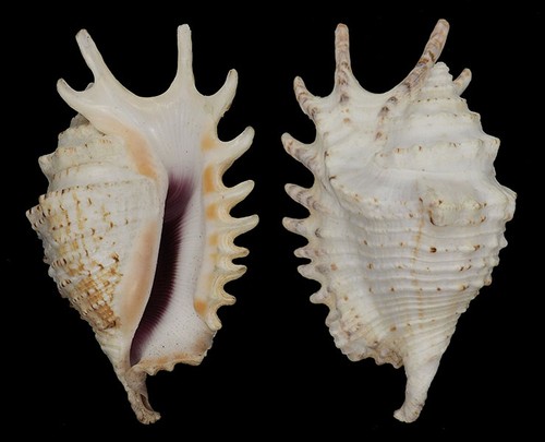 Coquillage collection - coquillage,