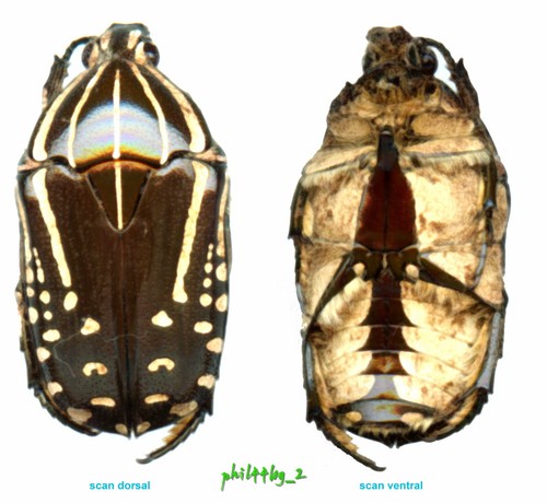 Cetoniidae rhabdotis sobrina - cetoniidae,