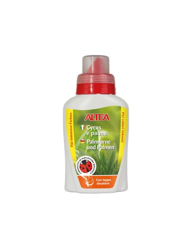 Altea cycas palmiers - cycas, et