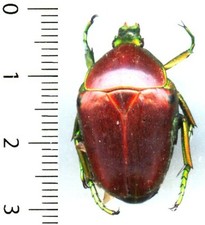 Cetoniidae - CELIDOTA SPLENDENS - Entomologie . insecte 1620X