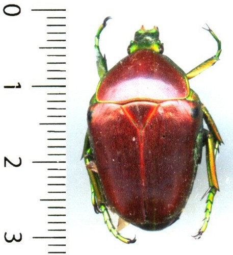 Cetoniidae celidota - cetoniidae,