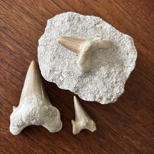 Dent megalodon - dent, de