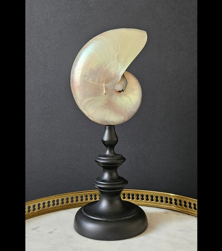 Nautile nacré socle - en, bois