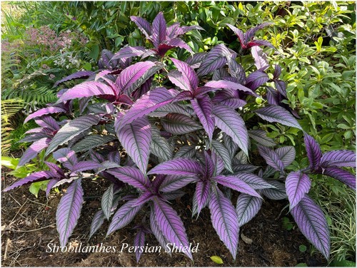 Strobilanthes dyerianus