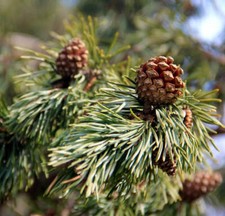 Pinus sylvestris - Pin