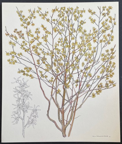 Botanique hamamélis - botanique,