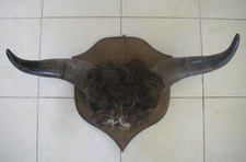 7KG / buffle ou taureau trophée crane massacre sur écusson en bois taxidermie