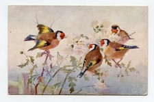 illustrateur  signé . Oiseaux . CHARDONNERETS . GOLDFINCH