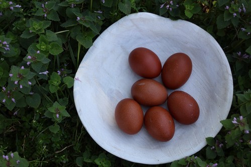 Black copper marans hatching - marans,