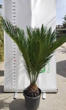 Plante cycas revoluta - plante,