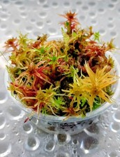 Mélange rouge jaune vert